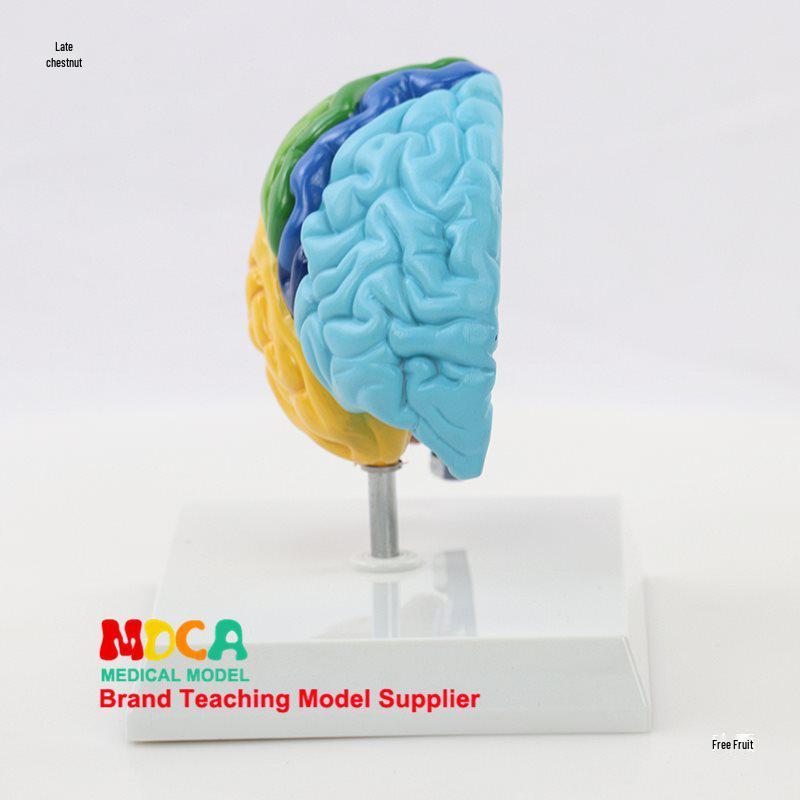 1:1 Scale Right Hemisphere Brain Model - Neocortical Structure & Functional Areas for Medical Education