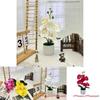 Butterfly Orchid Synthetic Flower With Silk And Plastic Materials For Indoor Events And Photography