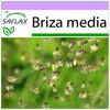 Quaking Grass - 75 Seeds - Briza Media