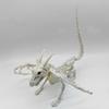 Halloween Animal Skeletons Dog Bat Frog Scorpion Spider Snake Rat Bone Skeletons for Halloween Party Haunted House Graveyard Scene Decoration