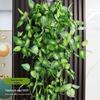 Декоративные искусственные лозы из зеленого редиса - настенные украшения из листьев