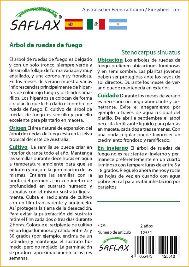 SAFLAX Дерево Firewheel Tree - 20 семян - С горшечным субстратом для лучшего выращивания - Stenocarpus sinuatus