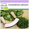 Organic - Кориандр - 150 семян - Coriandrum sativum