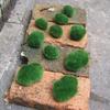 Artificial Moss Stone Balls 10pcs Lifelike Plant Decoration for Home Garden