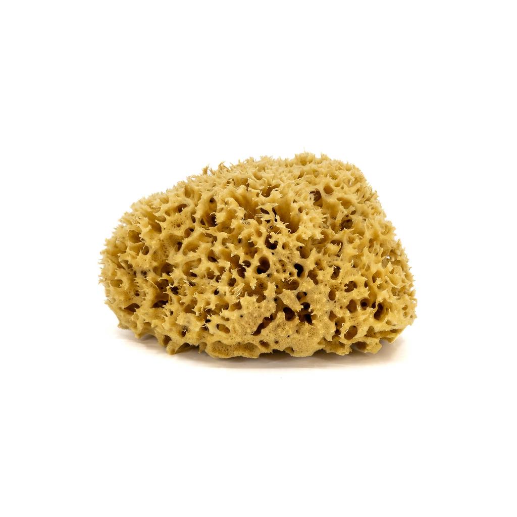 Gąbka do kąpieli - naturalna morska - rozmiar m 12-14 cm
