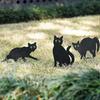 Cat Figure Ground Insert Decor Set 3 Pcs 2d Lifelike Kitten With Reflective Eyes less