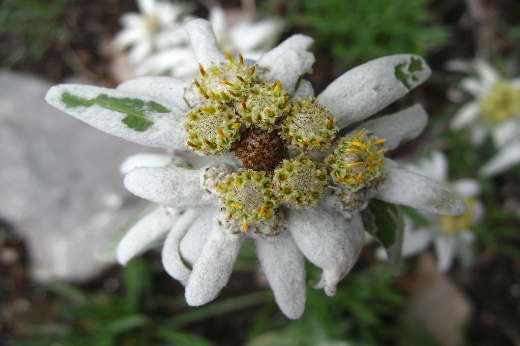 SAFLAX Garden in the Bag - Эдельвейс - 500 семян - С субстратом в подходящем пакете - Leontopodium alpinum