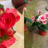 Begonia 'Rigo': Double-petaled rose begonia with buds, blooms all seasons, easy-care, ideal for indoor balconies.