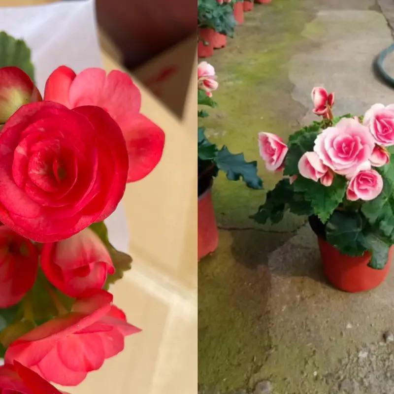 Begonia 'Rigo': Double-petaled rose begonia with buds, blooms all seasons, easy-care, ideal for indoor balconies.