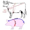 Livestock Animal Body Pigs Cattle Weight Measure Tape Farm Cow Ruler Vet Tools