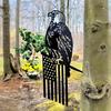 Eagle Flag Tree Stake Metal Animal Silhouette Decoration Garden Decor Animal Sign with Stake for Garden Tree Fence Post Outdoor Decor