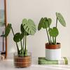 3D Printed Monstera Leaf Coaster Set Magnetic Bamboo Tray Home Office Desk Decor Cute Artificial Plant Ornament Gift Idea