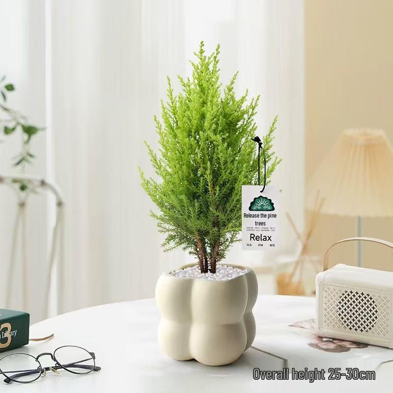 Fragrant Evergreen Pine Desktop Potted Plant - Year-Round Office Decoration, Christmas Ornament, Easy-Care Green Seedling