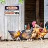 Металлический Плакат Настенное Искусство Забавная Вывеска Курятника Рустикальный Декор Фермерского Дома Сада