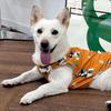 BARKDOG Хлопковый жилет от лая для дома