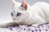 Силикагелевый Наполнитель Для Кошек Лавандовый Mersjo Lavender 3,8л