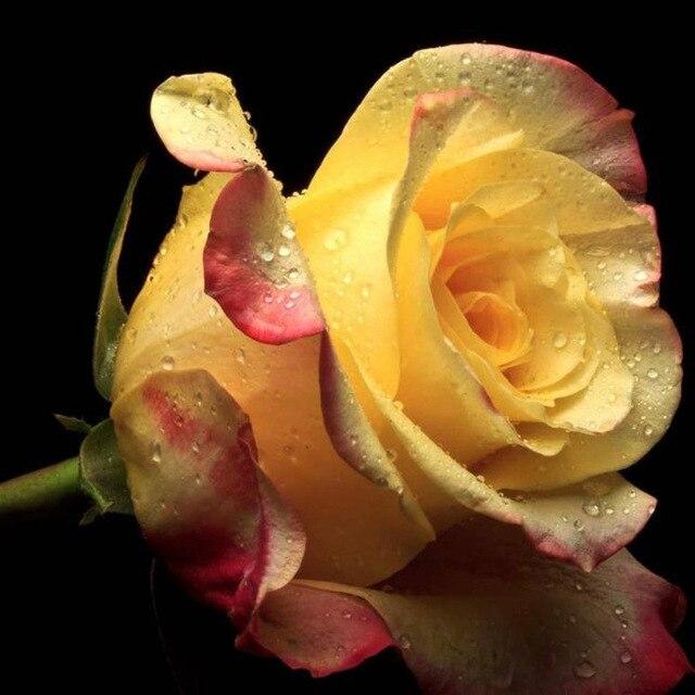 5D Алмазная мозаика "Роза" в ассортименте 50x50см