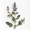 200 Hyssop Officinalis Seeds (Hyssopus Officinalis)
