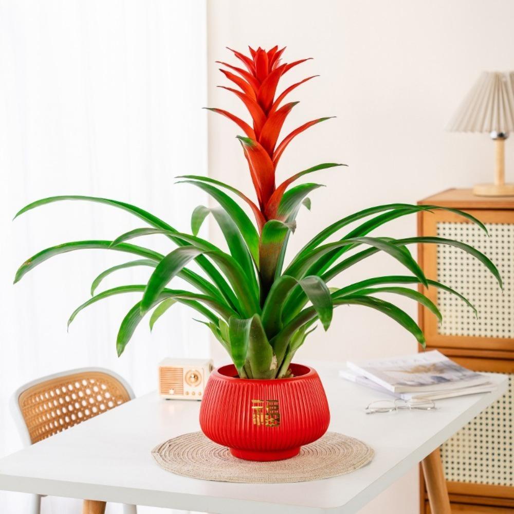 Самополивающиеся гидропонные растения горшок пластиковый офис бонсай декор