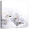 Canvas Print, White Orchids On White Background