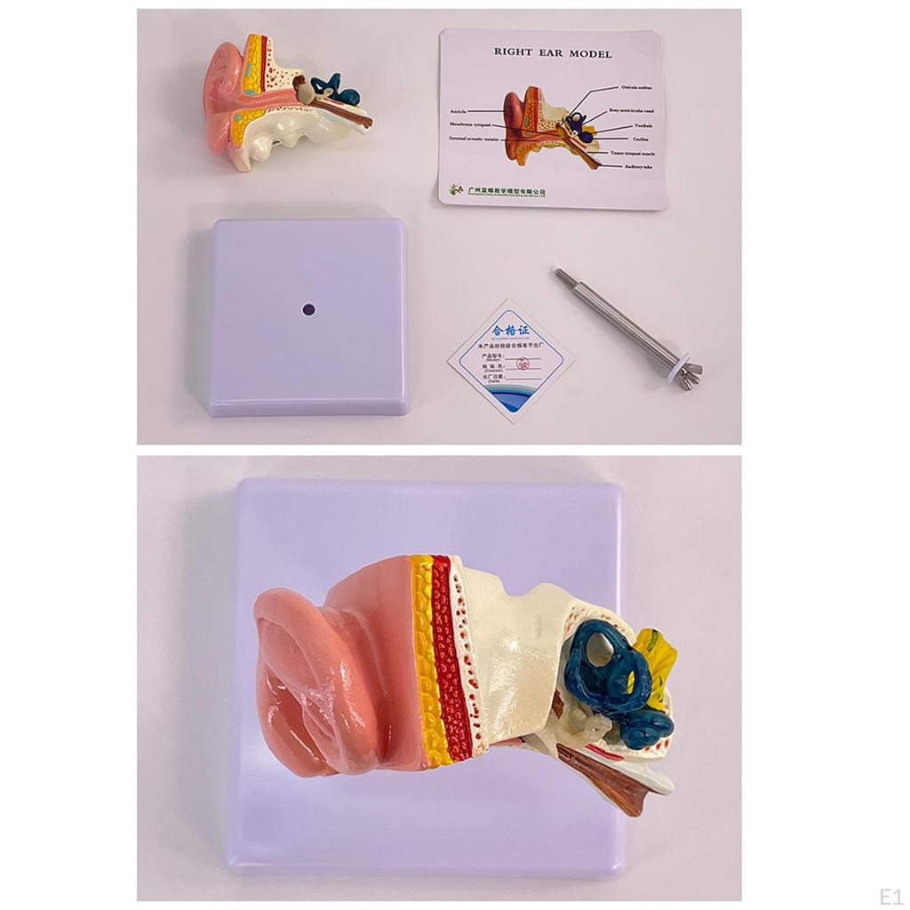 Анатомическая модель человеческого уха Профессиональная точная съемная анатомическая 3D-модель для исследования