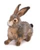 BH6284 HANSA Rabbit 25 Black-tailed
