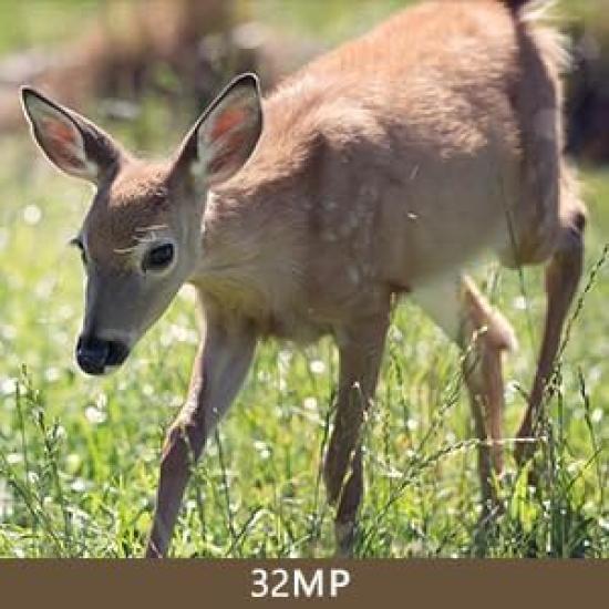 Blazevideo Trail 2 Human Wildlife Surveillance 32 Million Second IP66 Waterproof and Invisible At Battery Japanese Instruction Manual Camera, Pieces,