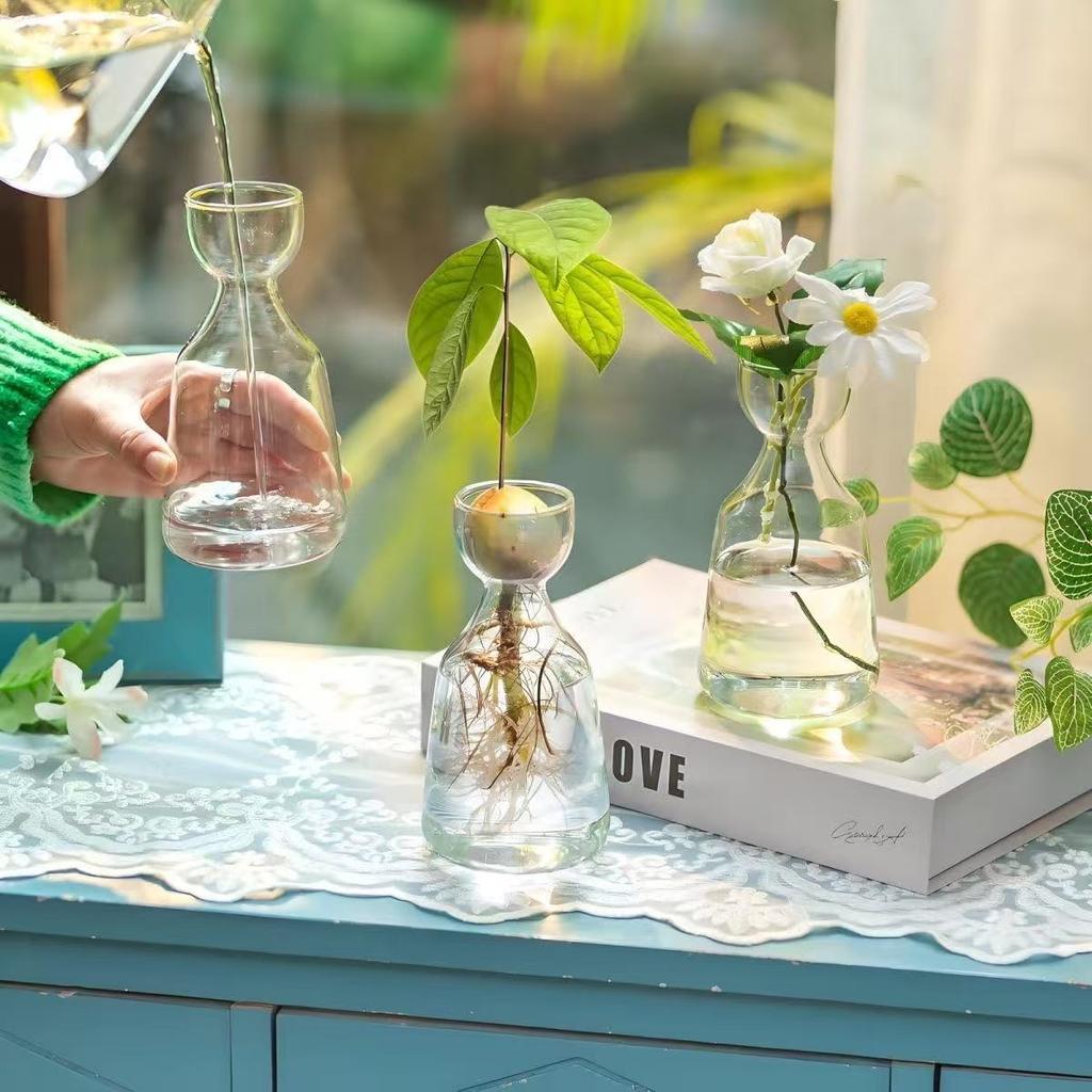 Ваза для выращивания семян авокадо – прозрачный стеклянный набор для выращивания растений и любителей садоводства