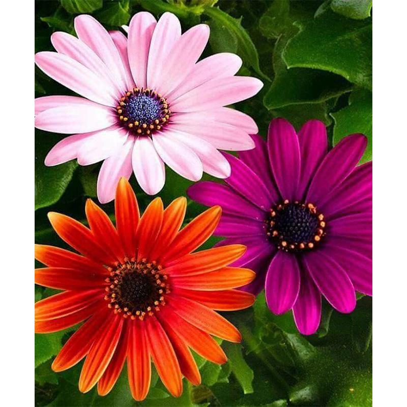 Роза DIY 5D алмазная живопись вышивка крестиком полная круглая мозаика из смолы красивый цветок Алмазная вышивка стразы домашний декор