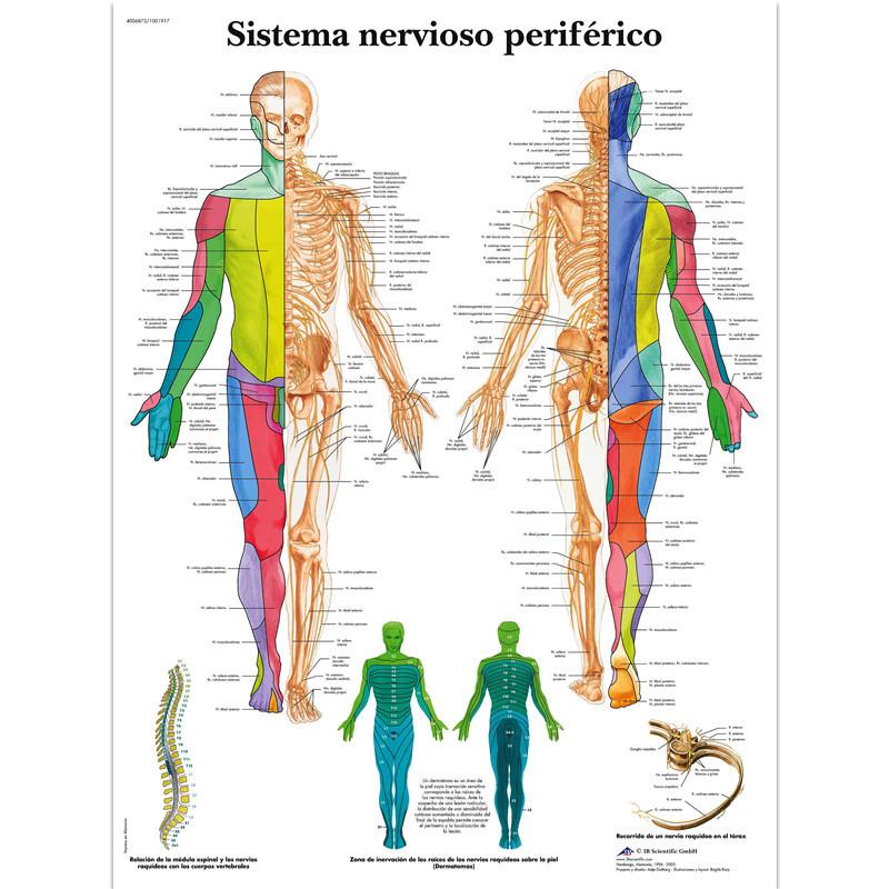 Плакат «Анатомическая мышечная система», схема анатомии человеческого тела, медицинский образовательный холст для школьного декора