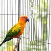 Stainless Steel Bell Toy Bird Cage Hanging Bite Toy for Parrot Parakeet Budgie Cockatiel Conure African Greys (2 PCS-L)