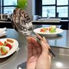 201 Нержавеющая сталь Углубленные столовые ложки Половник для супа Короткая ручка Большая ложка для рамена Бульонная ложка Кухонная посуда Кухонные принадлежности