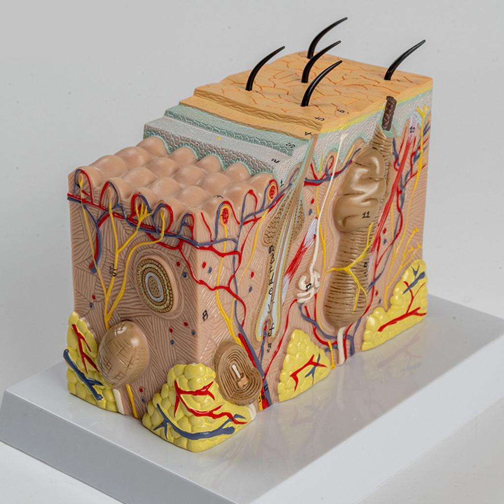 Анатомическая модель кожи 3D-модель обучающих пособий по коже Модель анатомии кожи человека Структура кожи человека Анатомическая модель