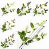 Tall Stem Artificial Pogostemon Stem 3 Head Pogostemon Cablin Fake Patchouli Branch  Holiday Party