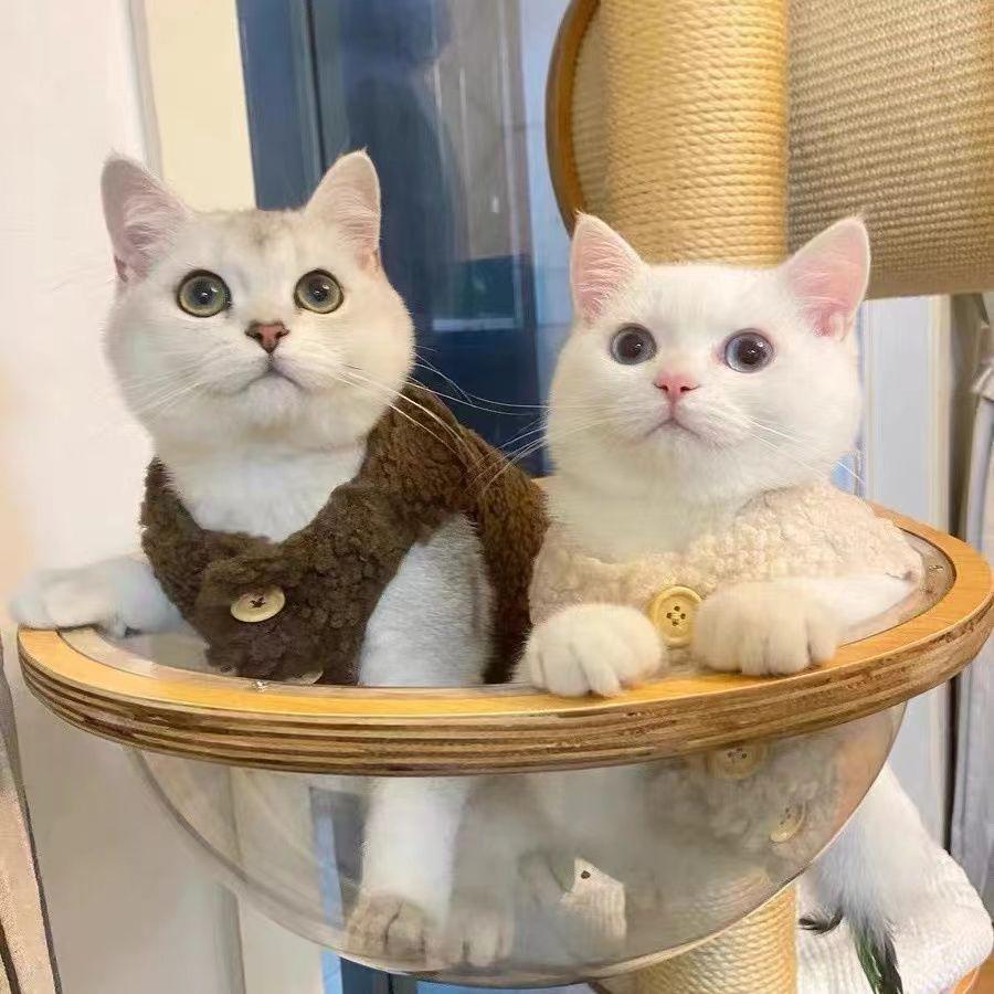 Худи для питомца померанского шпица в виде плюшевого мишки - Теплая толстовка на осень/зиму с защитой от линьки для маленьких собак