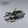 Longhornedbee Insect Animals Model Wild Insect Lifelike Insect Figurines  Desktop Ornament