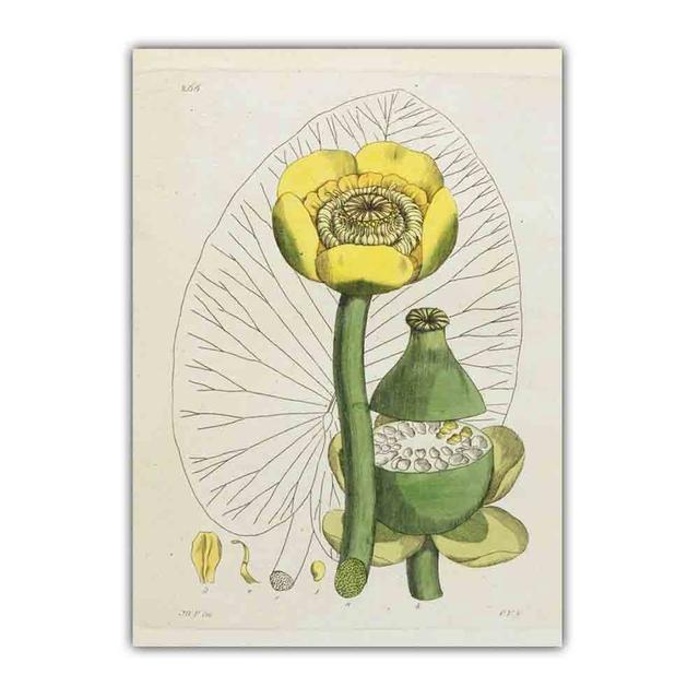 Скандинавское ретро-искусство картина на холсте с изображением растений эволюция цветов Популярная наука Плакат гостиная коридор украшение дома фреска без рамки