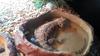 Terrarium Bowl for Water and Food for Snake, Agama, Gecko, Tortoise 28x22x6cm