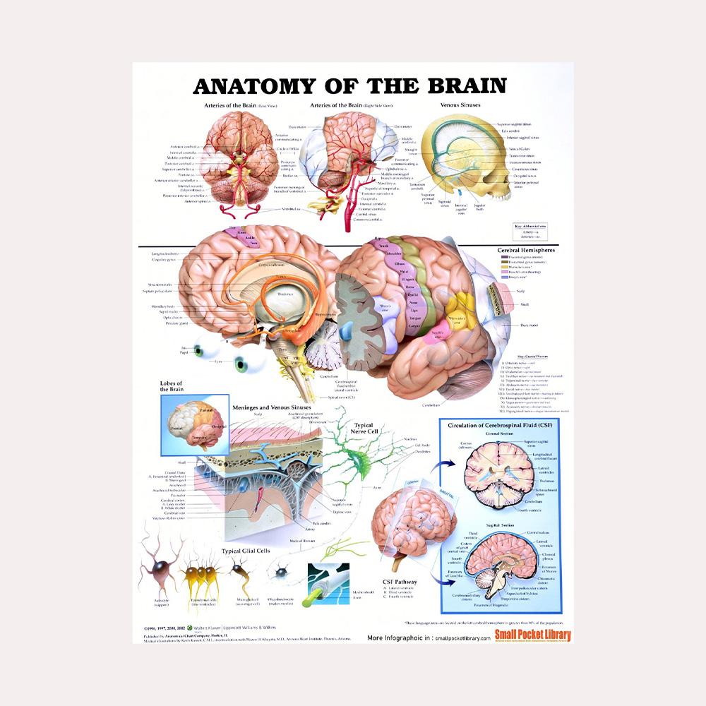 Плакат «Анатомическая мышечная система», схема анатомии человеческого тела, медицинский образовательный холст для школьного декора