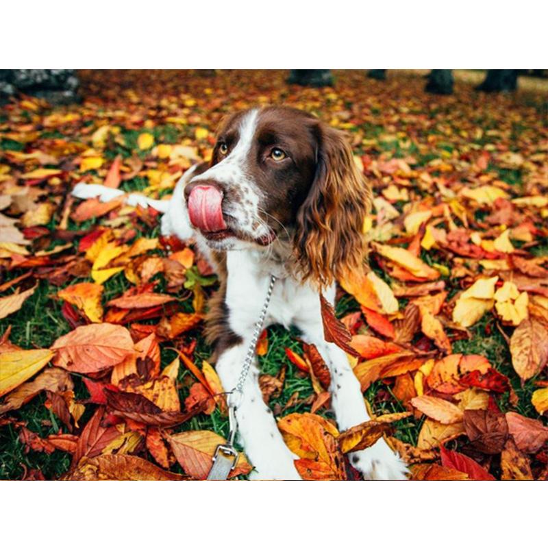 5D Diy Полный Круглый Квадратный Алмазная Картина Животных Собака Алмазная Вышивка Осенний Кленовый Лист Украшение Стены Домашнее Искусство