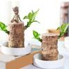 Бразильское Дерево Счастья Водная Культура Очиститель Воздуха для Помещений Настольная Кашпо Керамический Белый Горшок Медитации Декор