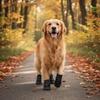 Adjustable Waterproof Dog Boots Comfortable Dog Foot Cover Dog Paw Protector  Rainy Days