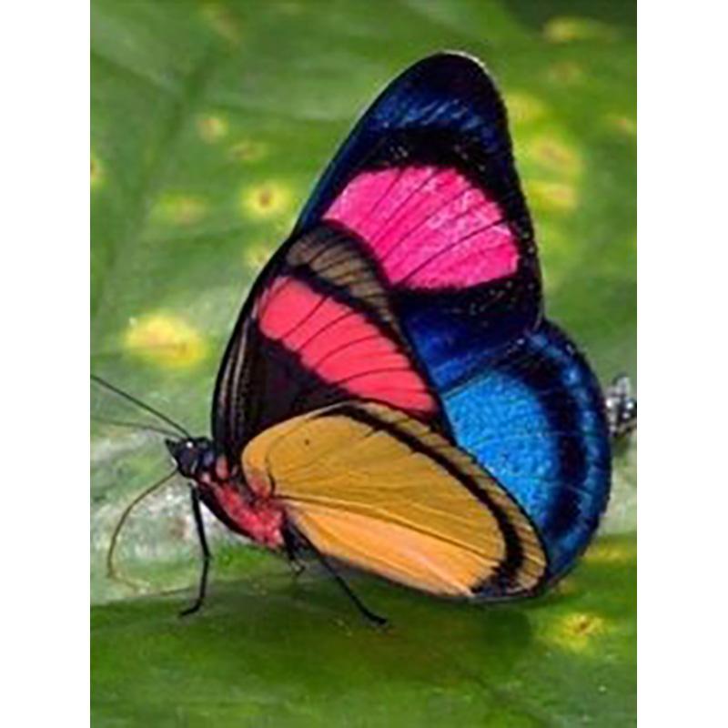 DIY 5D алмазная живопись Бабочка полная круглая дрель цветочная Алмазная вышивка крестиком мозаика стены книги по искусству домашний декор подарок