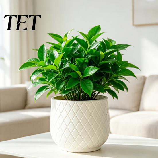 Large White Planters for Indoor Plants Flower Pot with Rhombus Embossed Texture, Heavy Duty Planter Modern Minimalist Pots Windowsill Outdoor Plants,
