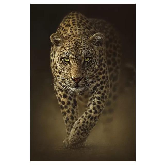 Африканский дикий тигр картины на холсте постеры и принты настенное искусство декоративные картины для гостиной домашний декор куадрос