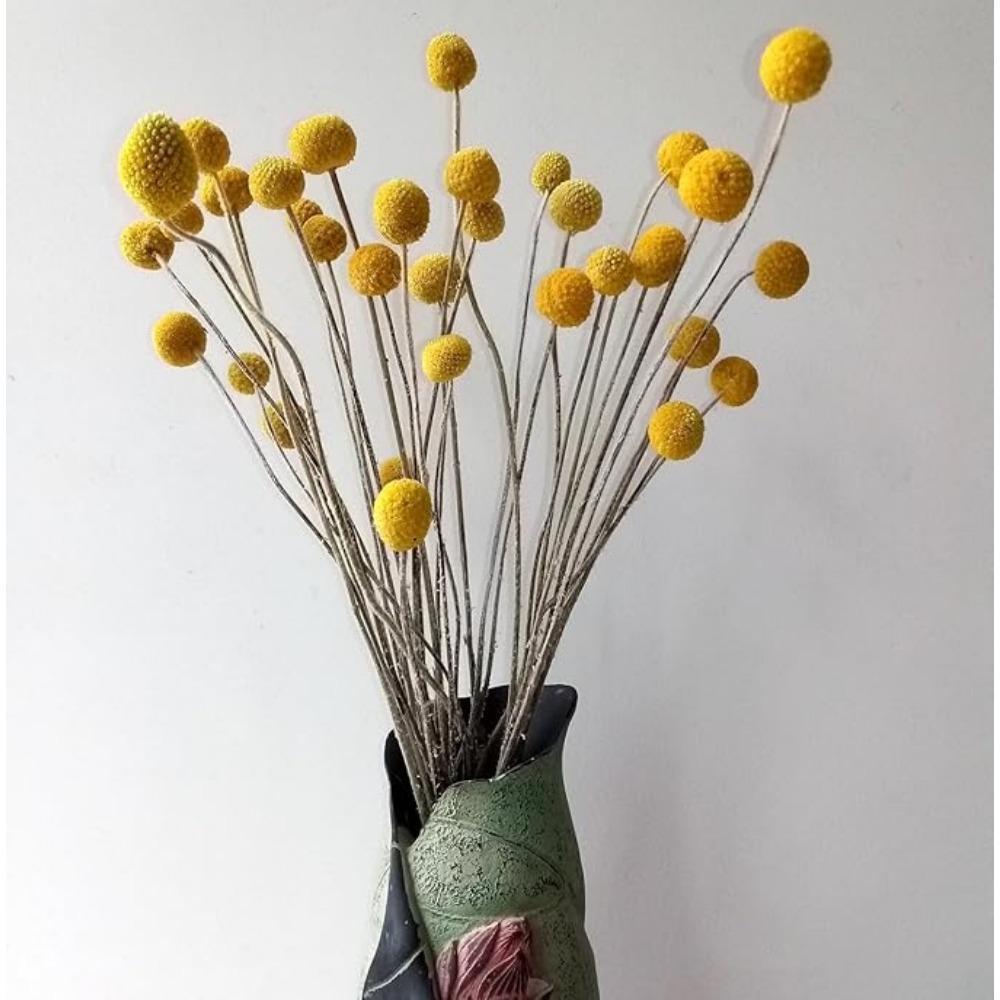 30PCS Natural Yellow Craspedia Billy Balls, Yellow Billy Buttons Balls Bouquet Dried Yellow Flowers for Home Decor Photo Props DIY Wedding Decoration