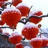 Red Chinese FU Plastic Honeycomb Lanterns for Wedding New Year Christmas Outdoor Decoration