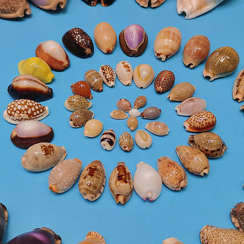 Редкий натуральный экземпляр раковины каури для аквариума или средиземноморского домашнего декора