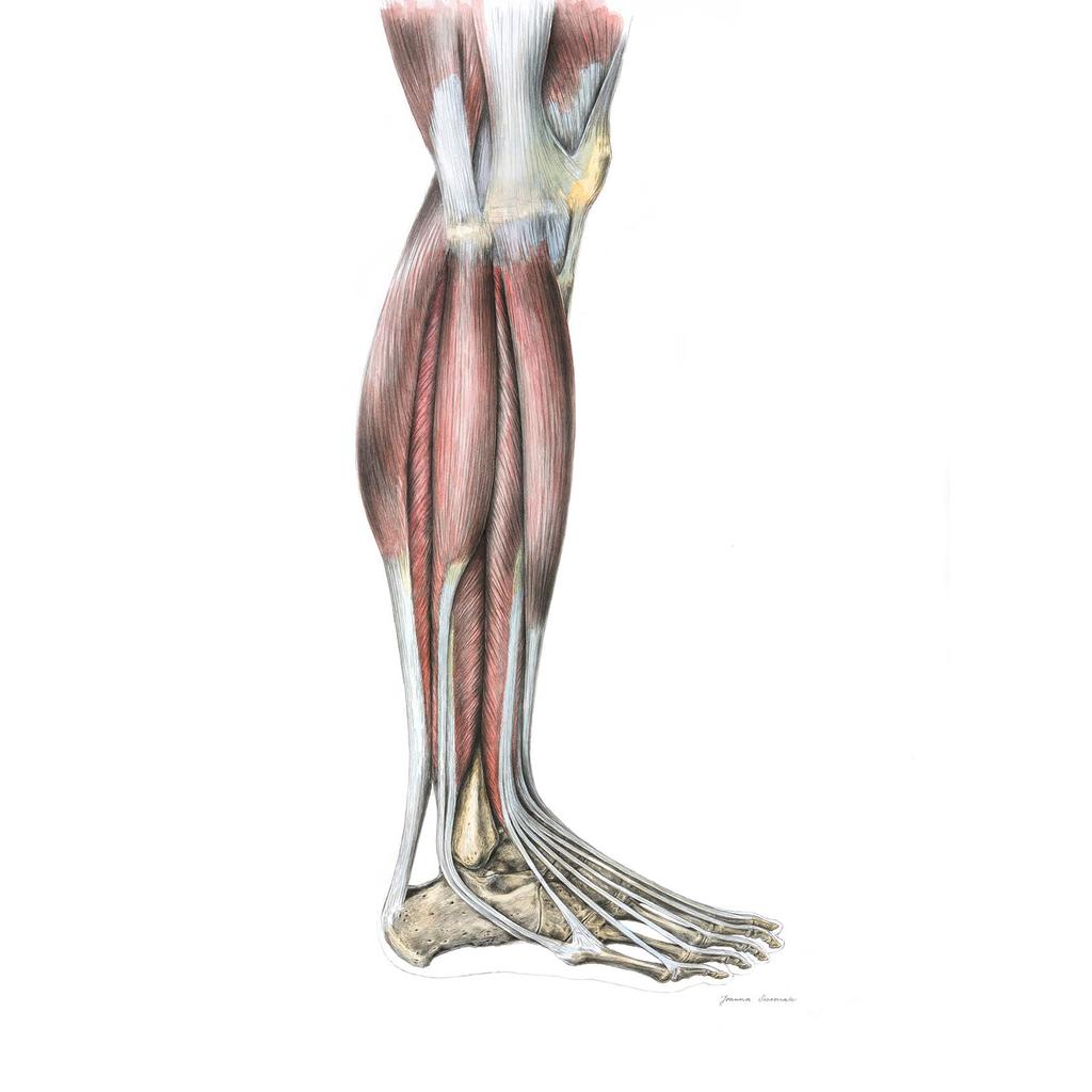 Mięśnie Podudzia Prawiej Kończyny Dolnej - Widok Boczy (Norma Lateralis) - Plakat Anatomiczny Mięśnie Podudzia Prawiej Kończyny Dolnej - Widok Boczy (