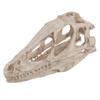 Resin Dinosaur Skull Model Simulated Animal Skeleton Home Office Decor Craft Teaching Prop